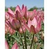 Tulipan Botanical Danique NEW 100 stk. str. 6/+