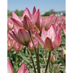 Tulipan Botanical Danique NEW 100 stk. str. 6/+