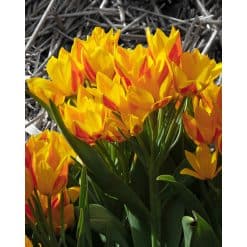 Tulipan Botanical heweri NEW 100 stk. str. 9/+