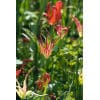 Tulipan Botanical acuminata 100 stk. str. I