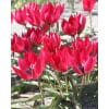 Tulipan Botanical Little Beauty 100 stk. str. 6/+
