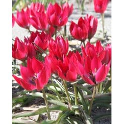 Tulipan Botanical Little Beauty 100 stk. str. 6/+
