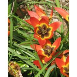 Tulipan Botanical Little Princess 100 stk. str. 6/+