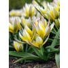 Tulipan Botanical tarda (dasystemon) 100 stk. str. 7/8