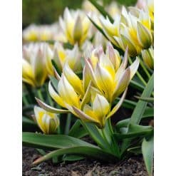 Tulipan Botanical tarda (dasystemon) 100 stk. str. 7/8