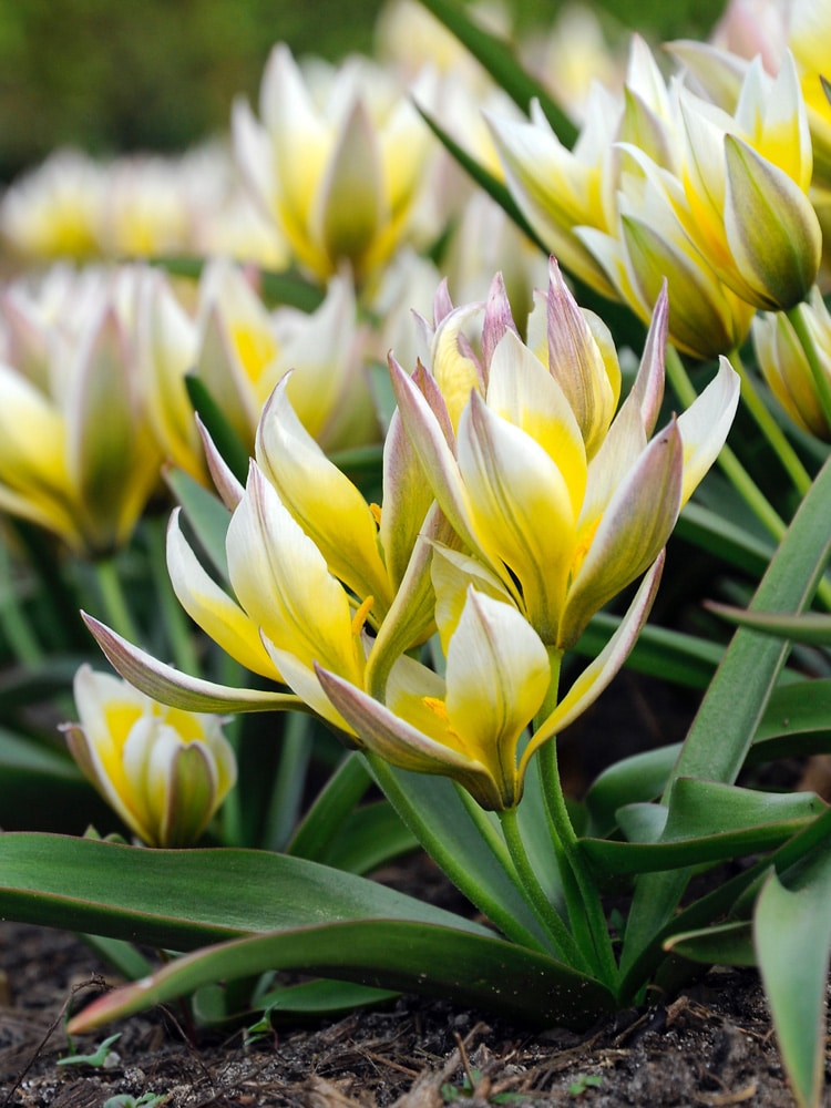 Tulipan Botanical tarda (dasystemon) 100 stk. str. 7/8
