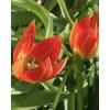 Tulipan Botanical Whittallii 100 stk. str. 6/+