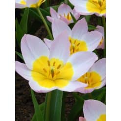 Tulipan Botanical bakeri Lilac Wonder 100 stk. str. 6/+