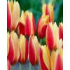Tulipan Botanical chrysantha Tubergen's Gem 100 stk. str. 6/+