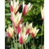 Tulipan Botanical clusiana Cynthia 100 stk. str. 6/+