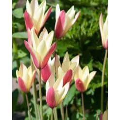 Tulipan Botanical clusiana Cynthia 100 stk. str. 6/+