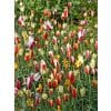 Tulipan Botanical clusiana Mix 100 stk. str. 6/+