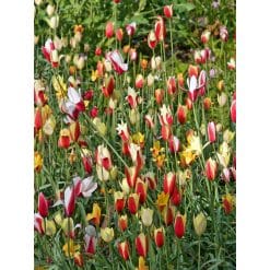 Tulipan Botanical clusiana Mix 100 stk. str. 6/+