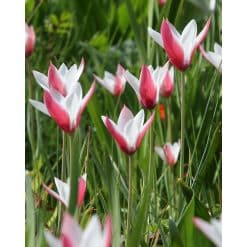 Tulipan Botanical clusiana Peppermintstick 100 stk. str. 6/+