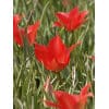 Tulipan Botanical linifolia 100 stk. str. 4/5