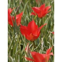 Tulipan Botanical linifolia 100 stk. str. 4/5
