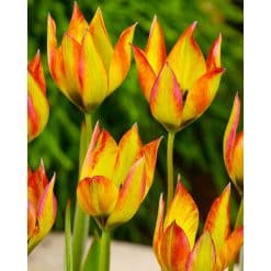 Tulipan Botanical orphanidea Flava 100 stk. str. 6/+