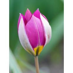 Tulipan Botanical pulchella Persian Pearl 100 stk. str. 6/+