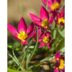 Tulipan Botanical pulch. Violacea geel hart/ yellow base 100 stk. str. 5/6