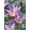 Tulipan Botanical pulchella humilis 100 stk. str. 6/+