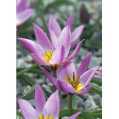 Tulipan Botanical pulchella humilis 100 stk. str. 6/+