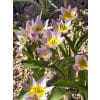 Tulipan Botanical saxatilis 100 stk. str. 6/7