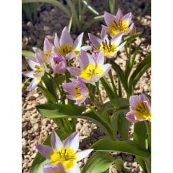 Tulipan Botanical saxatilis 100 stk. str. 6/7