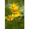 Tulipan Botanical sylvestris 100 stk. str. 6/+