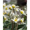 Tulipan Botanical turkestanica 100 stk. str. 7/+