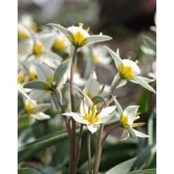 Tulipan Botanical turkestanica 100 stk. str. 7/+