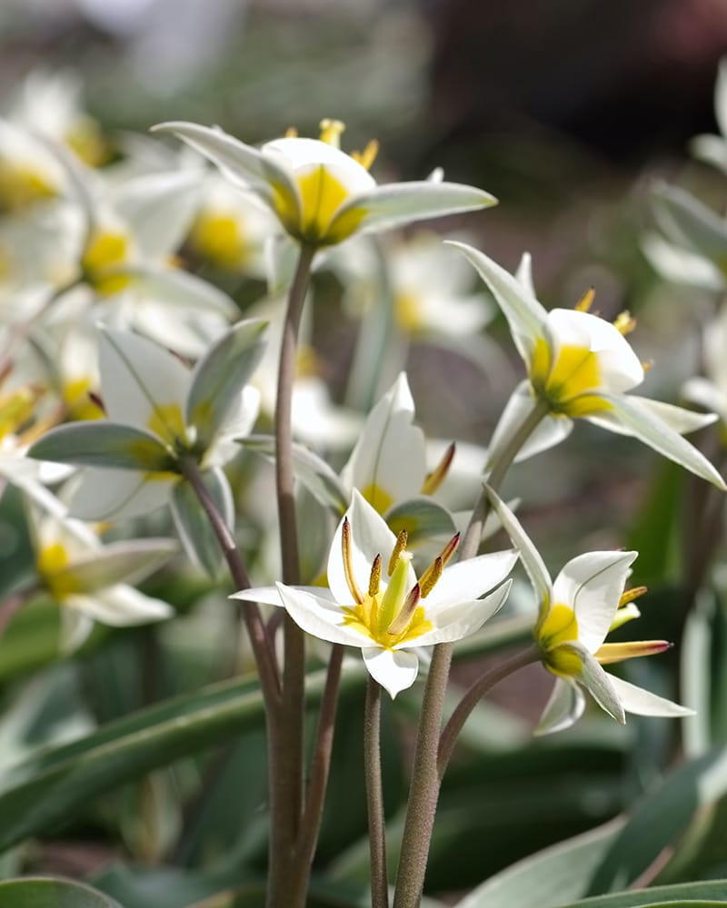 Tulipan Botanical turkestanica 100 stk. str. 7/+