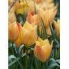 Tulipan Botanical batalinii Bright Gem 100 stk. str. 6/+