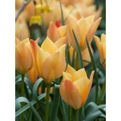 Tulipan Botanical batalinii Bright Gem 100 stk. str. 6/+