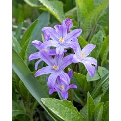 Snepryd Violet Beauty 100 stk. str. 5/+