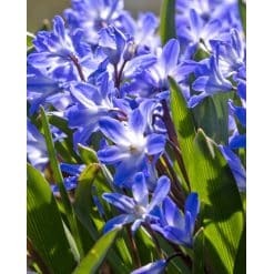 Snepryd forbesii Blue Giant 100 stk. str. 5/+
