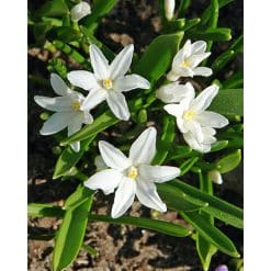 Snepryd luciliae Alba 100 stk. str. 5/+