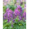 Lærkespore cava 50 stk. str. I 1 <h2 data-start="76" data-end="112">Arum maculatum – 25 stk. str. I</h2> <p data-start="114" data-end="580"><em data-start="114" data-end="130">Arum maculatum</em>, også kendt som plettet arum eller “Lords and Ladies”, er en fascinerende og dekorativ plante, der giver haven et vildt og naturligt præg. Om foråret viser den sine spydformede grønne blade, ofte med smukke mørke pletter. I maj–juni springer de karakteristiske, lysgrønne blomsterhylstre ud, der minder om små calla-liljer. Senere udvikles de iøjnefaldende bærstande, som skifter fra grønne til stærkt orange-røde i løbet af sommeren og efteråret.</p> Lærkespore cava 50 stk. str. I