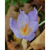 Safrankrokus (Crocus) sativus 100stk. str. 8/9 2 <h3 data-start="84" data-end="142">Safrankrokus (Crocus) speciosus 100stk.</h3> <h2 data-start="84" data-end="142">Safrankrokus (<em data-start="101" data-end="119">Crocus speciosus</em>) – 100 stk. str. 5/+</h2> <p data-start="144" data-end="572">Safrankrokus <em data-start="157" data-end="175">Crocus speciosus</em> er en smuk og iøjnefaldende art, der blomstrer i efteråret. Den er kendt for sine store, violetblå blomster med markante mørke årer og lysende orange støvdragere, som tilfører farve og liv til haven, når de fleste andre planter er ved at gå i hvile. Denne sort er særligt velegnet til at skabe farverige felter i bede, plæner eller stenbede på en tid af året, hvor blomstring ellers er sjælden.</p> Safrankrokus (Crocus) sativus 100stk.