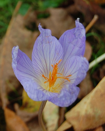Safrankrokus (Crocus) sativus 100stk.