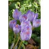 Safrankrokus (Crocus) speciosus 100stk. str. 5/+ 2 <h3 data-start="96" data-end="164">Safrankrokus (Crocus) speciosus Conqueror 100stk.</h3> <h2 data-start="96" data-end="164">Safrankrokus <em data-start="112" data-end="142">Crocus speciosus ‘Conqueror’</em> – 100 stk. str. 5/+</h2> <p data-start="166" data-end="609">Safrankrokus <em data-start="179" data-end="209">Crocus speciosus ‘Conqueror’</em> er en storslået efterårsblomstrende krokus, kendt for sine ekstra store, violette blomster med markante mørke årer og en stærk orange midte. Denne sort blomstrer lidt senere end den almindelige <em data-start="404" data-end="415">speciosus</em>, men til gengæld med en imponerende intensitet og styrke. Den er perfekt til at forlænge blomstersæsonen og skabe et smukt farvespil i haven, når de fleste andre planter er ved at gå i dvale.</p> Safrankrokus (Crocus) speciosus 100stk.