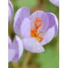 Safrankrokus (Crocus) speciosus Conqueror 100stk. 2 <h3 data-start="87" data-end="148">Nøgen Jomfru autumnale 10stk.</h3> <h2 data-start="87" data-end="148">Nøgen Jomfru (<em data-start="104" data-end="125">Colchicum autumnale</em>) – 10 stk. str. 13/+</h2> <p data-start="150" data-end="586"><em data-start="150" data-end="164">Nøgen Jomfru</em> (<em data-start="166" data-end="187">Colchicum autumnale</em>) er en usædvanlig og fortryllende løgvækst, der blomstrer i sensommeren og efteråret – længe efter at de fleste andre blomster har takket af. De store, lilalignende blomster i sart rosa til violet springer frem direkte fra jorden uden blade, hvilket giver planten sit poetiske navn. Løvet kommer først frem om foråret, hvorefter det visner ned og giver plads til de nøgne blomster senere på året.</p> Safrankrokus (Crocus) speciosus Conqueror 100stk.