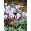 Alpeviol hederifolium 25 stk. str. 13/15