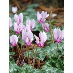Alpeviol hederifolium 25 stk. str. 13/15