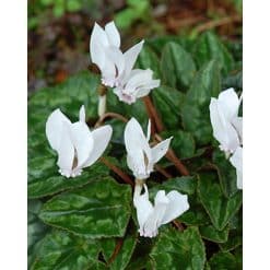 Alpeviol hederifolium Album 25 stk. str. 10/+
