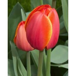 Tulipan DARWIN HYBRID Ad Rem 100 stk. str. 12/+