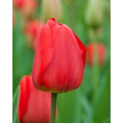 Tulipan DARWIN HYBRID Apeldoorn 100 stk. str. 11/12