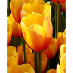 Tulipan DARWIN HYBRID Apeldoorn's Elite 100 stk. str. 11/12