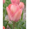Tulipan DARWIN HYBRID Apricot Pride 100 stk. str. 11/12