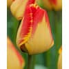 Tulipan DARWIN HYBRID Banja Luka 100 stk. str. 11/12