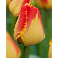 Tulipan DARWIN HYBRID Banja Luka 100 stk. str. 12/+